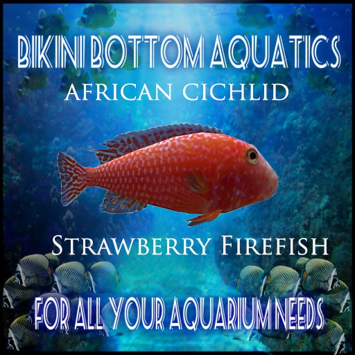 TM  Strawberry Firefish Sb