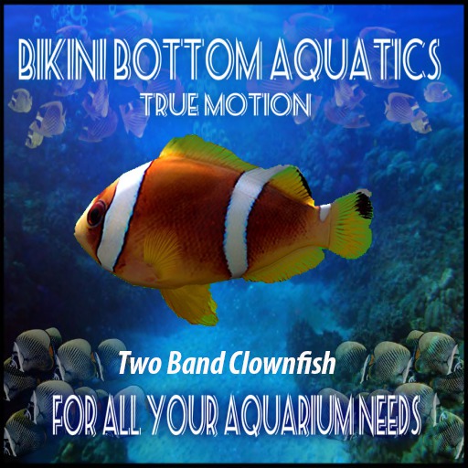 TM Two Band Clownfish  Sb