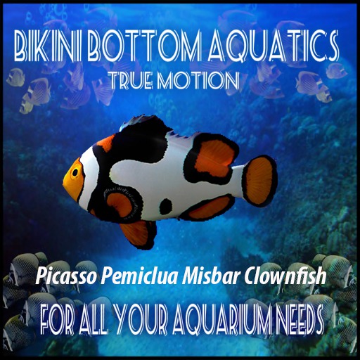 TM Picasso Periclua Misbar clownfish