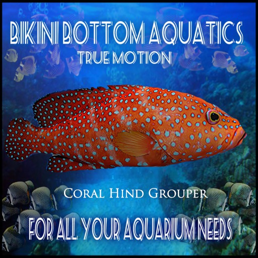 Tm Coral Hind  v2  SB