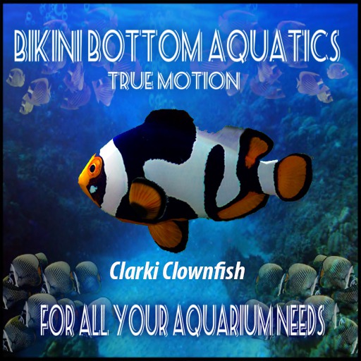 TM  Clarki Clownfish Sb