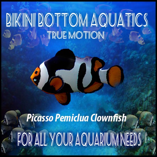 TM Picasso Pemiclua Clownfish  