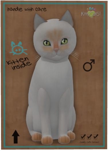 KittyCatS Box - Siamese - Flame