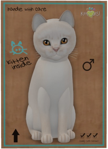 KittyCatS Box - Abyssinian - Creme