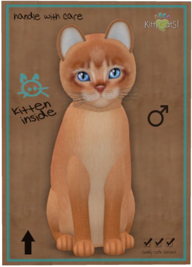 KittyCatS Box - Abyssinian - Cinnamon