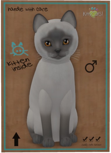 KittyCatS Box - Siamese - Blue