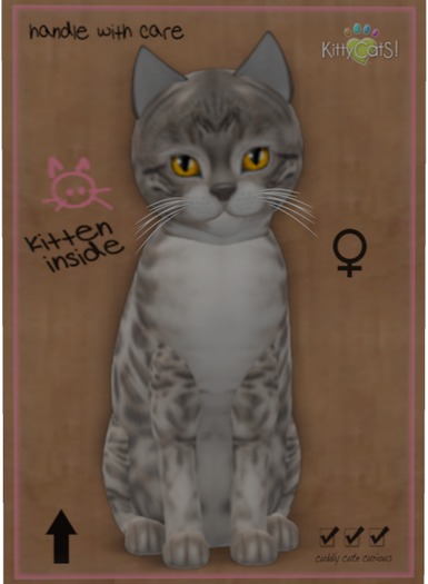 KittyCatS Box - Bengal - Snow