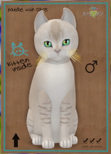 KittyCatS Box - Burmilla - Lilac Shaded