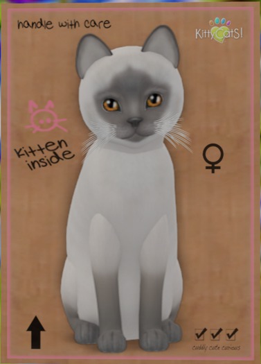 KittyCatS Box - Siamese - Blue