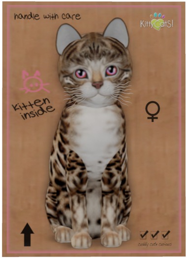 KittyCatS Box - Bengal - Tawny