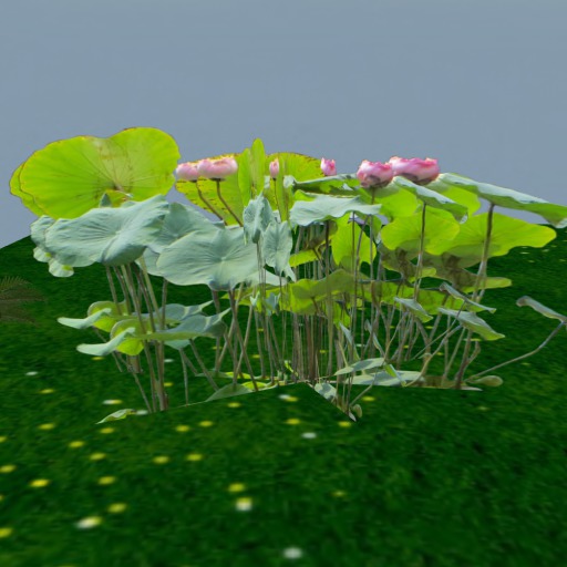 water lilys