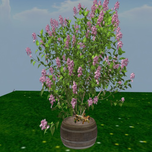 lilac bush potted