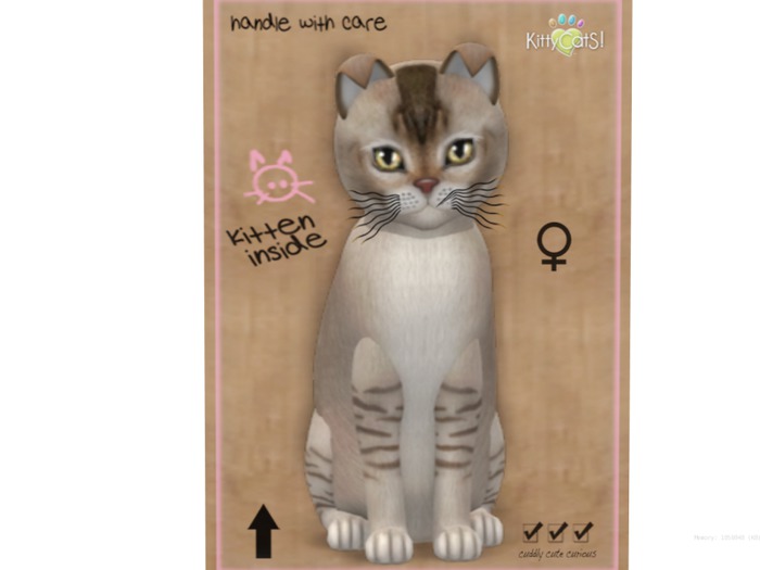 KittyCatS Box - 8 T - F - Burmilla - Chocolate Silver Shaded
