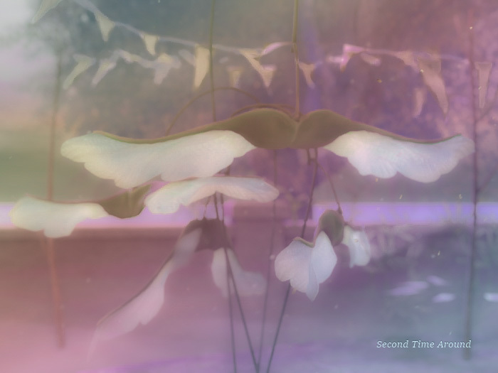 13){anc} forget.wing leaf [clear]