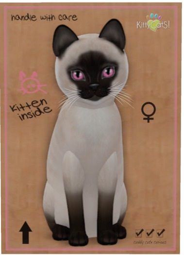 KittyCatS Box - Siamese - Seal