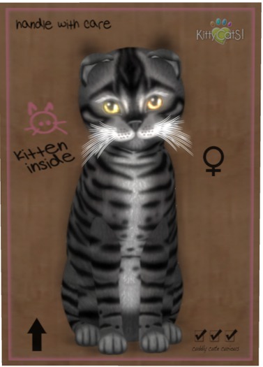 KittyCatS Box - Toyger - Coal
