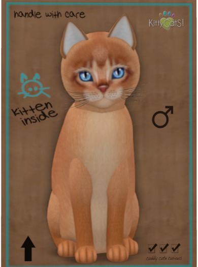 KittyCatS Box - Abyssinian - Cinnamon