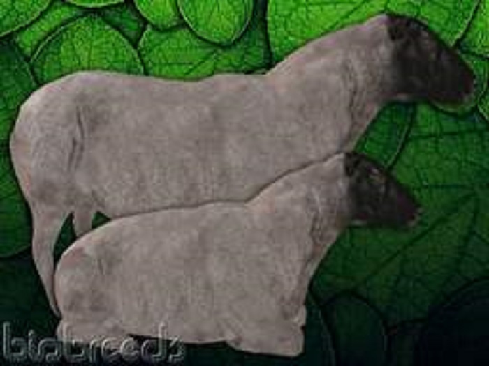 BB Sheep Box - Cheviot- female