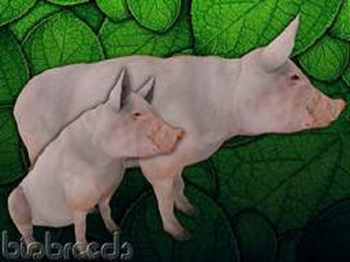BB Pig Box - Pink - Male