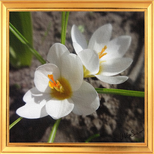 *ARKONA* White Flowers