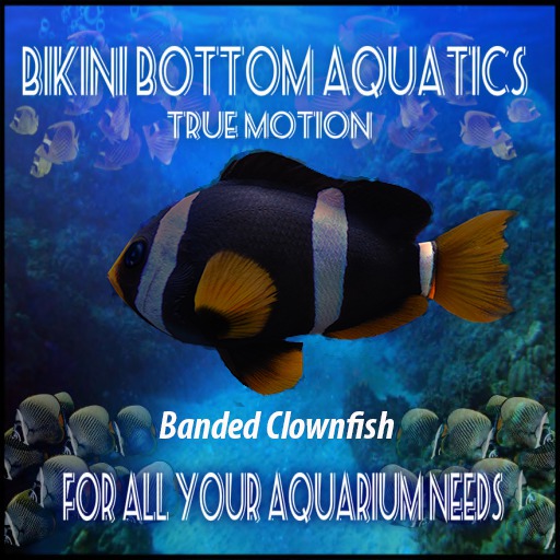 TM Banded Clownfish  Sb