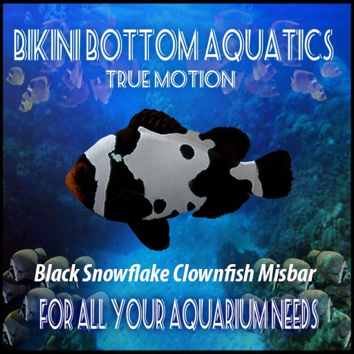 TM Black Snowflake Clownfish Misbar  Sb