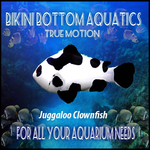 TM Juggaloo Clownfish