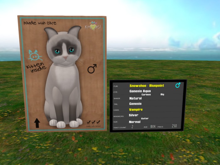 KittyCatS Box - New Born Kitten - 2T Male