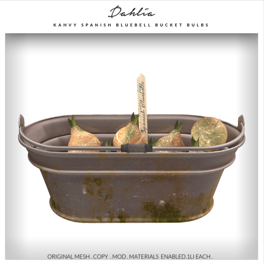 Dahlia - Kahvy - Spanish Bluebell Flower Bucket Garden Bulbs