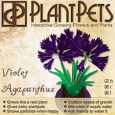 PlantPet Seed [Agapanthus *Violet*]