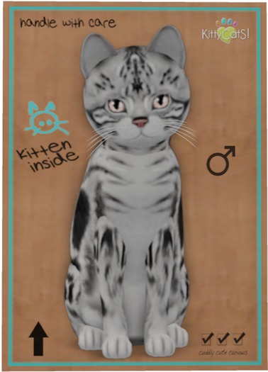 KittyCatS Box - American Shorthair - Silver Tabby