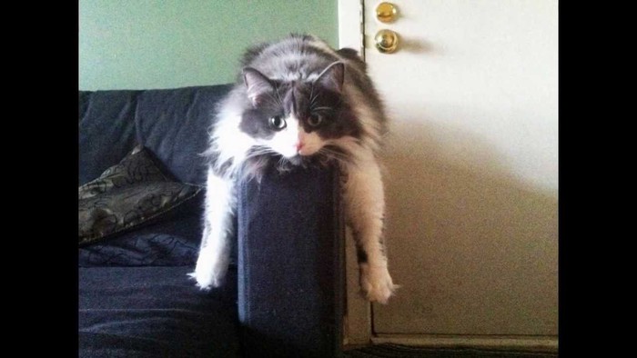 Cat Bumper