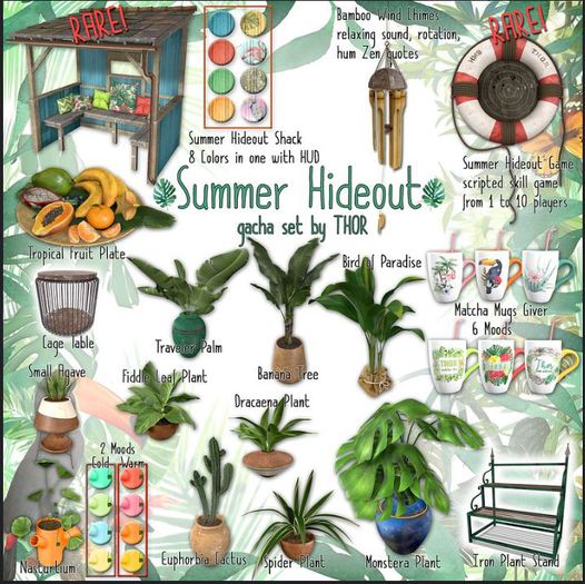 ..::THOR::.. Small Agave