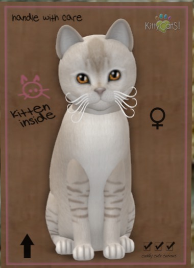 KittyCatS Box - Burmilla - Lilac Shaded