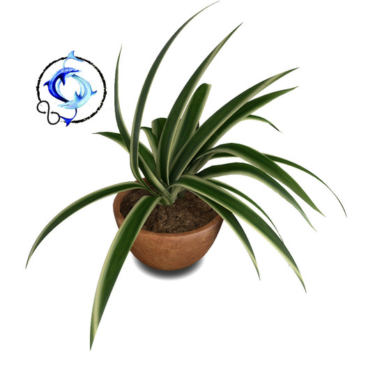 ..::THOR::.. Spider Plant