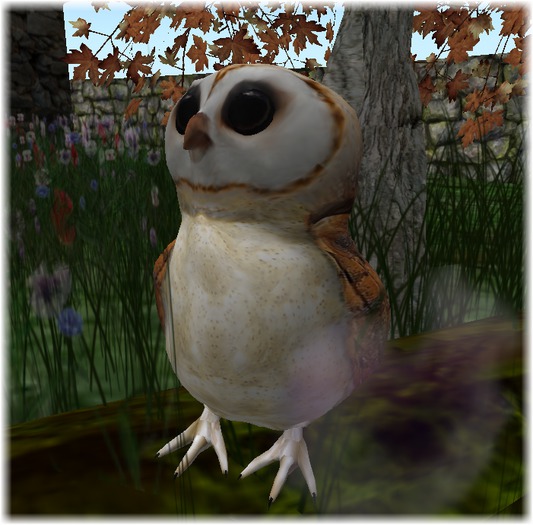 "Little Chief" (animated barn owl)