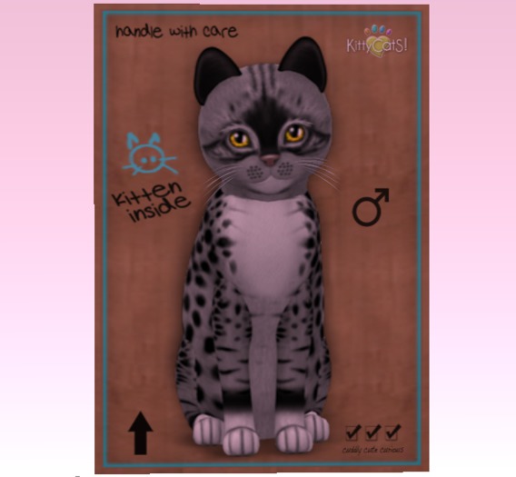 KittyCatS Box - New Born Kitten