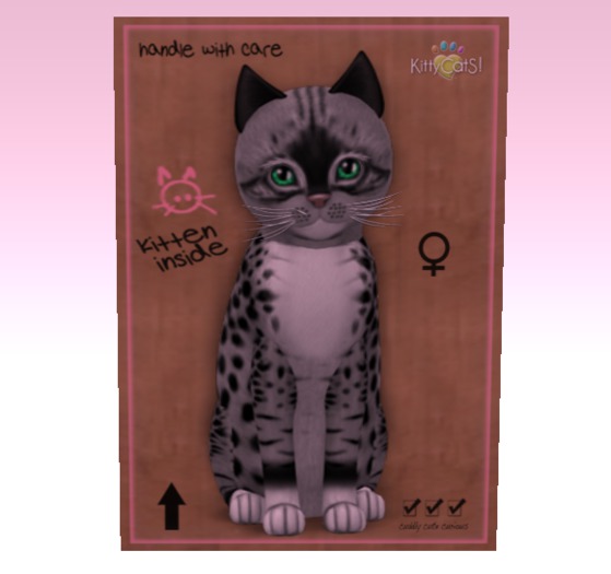 KittyCatS Box - New Born Kitten