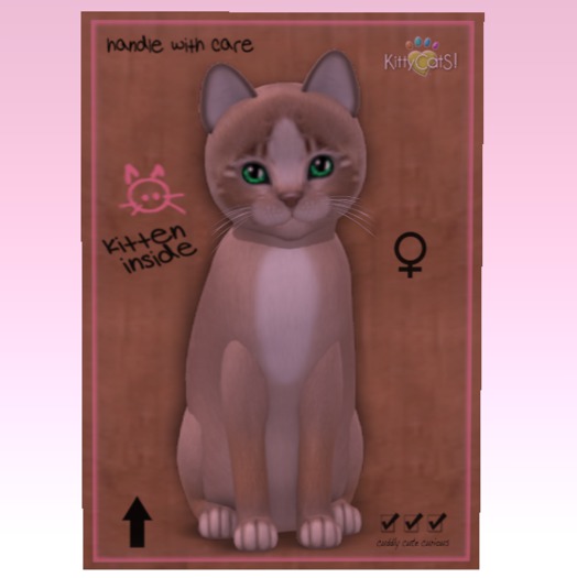 KittyCatS Box - New Born Kitten