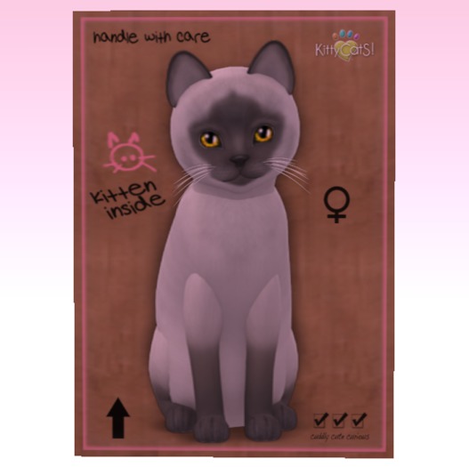 KittyCatS Box - New Born Kitten