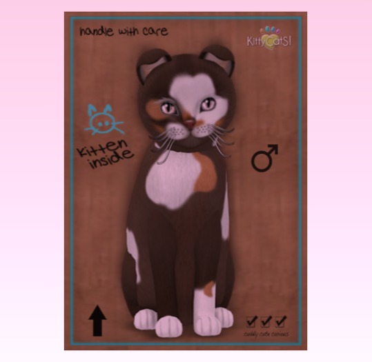 KittyCatS Box - New Born Kitten