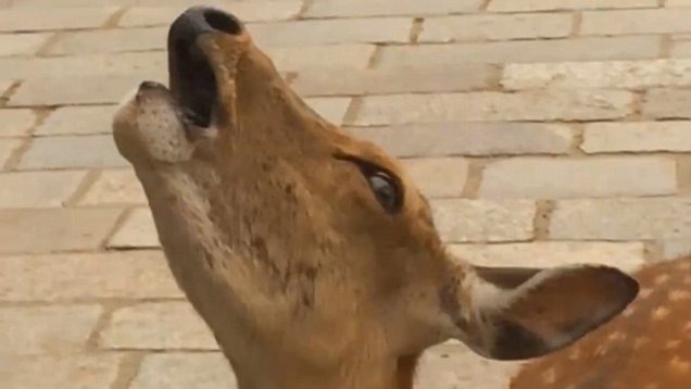 Deer Noises