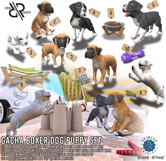 [Rezz Room] Pack Boxer Dog Puppy Intrig