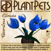 PlantPet Seed [Eleusis *Caeruleus*] UPDATED