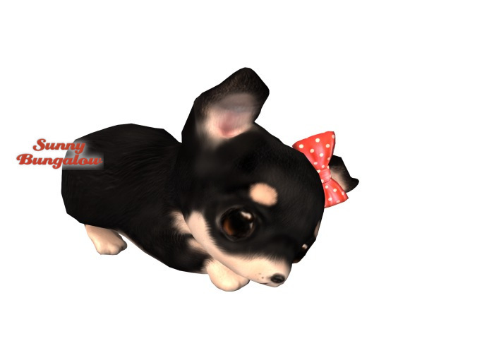 chihuahua stuff
