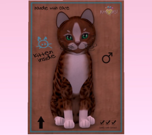 KittyCatS Box - New Born Kitten