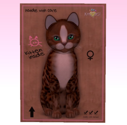 KittyCatS Box - Genesis - Ginger - Teacup