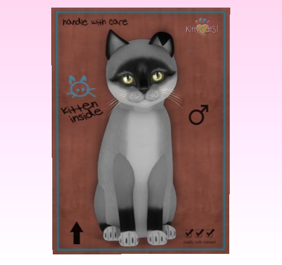 KittyCatS Box - New Born Kitten