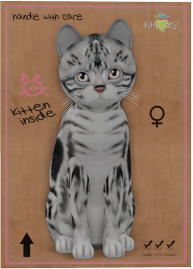 KittyCatS Box - American Shorthair - Silver Tabby
