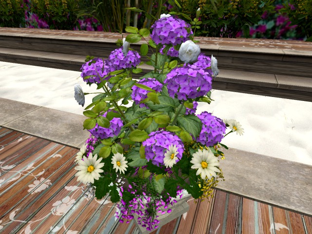 hydrangea  purple